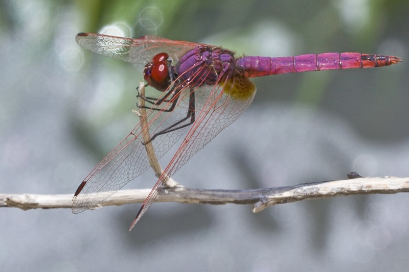 Trithemis annulata